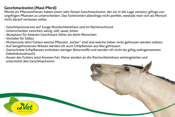 Geschmackssinn