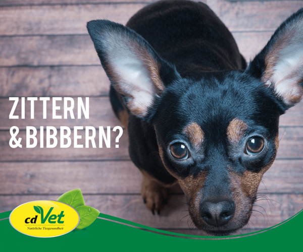 Warum-bibbern-und-zittern-Hunde