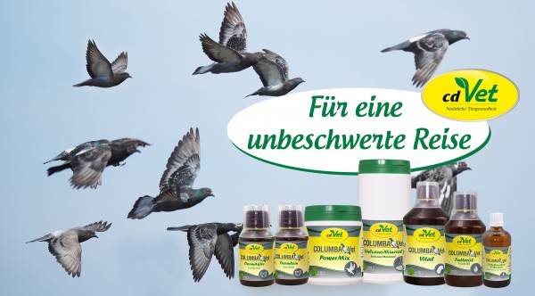 Tauben_Anflug