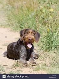Jagdhund