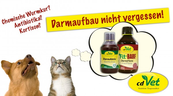 Darmaufbau