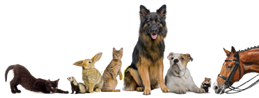 Hund-Katze-Maus-Pferd-k_opt