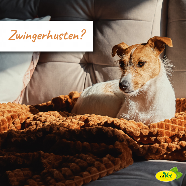 KW40-Zwingerhusten