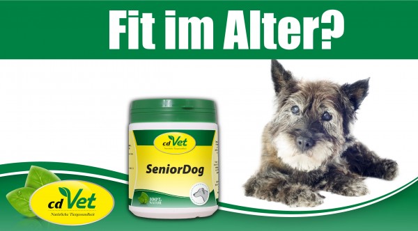 SeniorDog