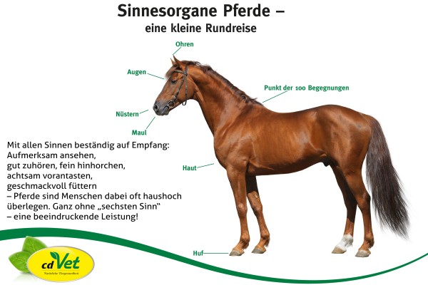 2-Pferd1