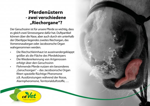 5-Die-Pferden-ustern